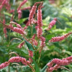 Bio Pflanzen Verkauf -Bio Pflanzen Verkauf 0319100501 Bistorta amplex JS Calliente 3er Set rot 1 110649