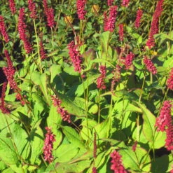 Bio Kerzen-Knöterich 'JS Caliente' Dunkelrot, Topf-Ø 11 Cm, 3er-Set -Bio Pflanzen Verkauf 0319100501 Bistorta amplex JS Calliente 3er Set rot 2 110648