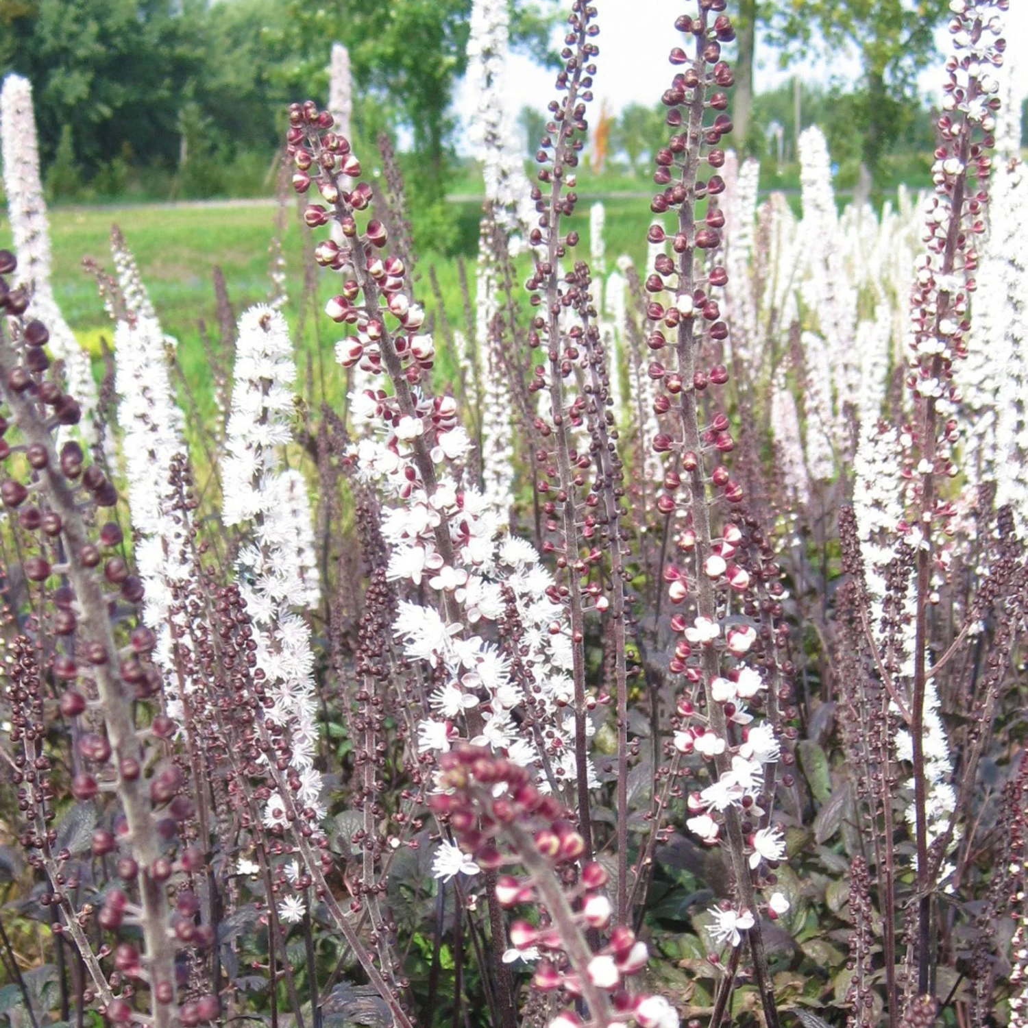 Bio Cimicifuga Simplex 'Brunette' Rosa-weiß, Topf-Ø 11 Cm, 3er-Set 1 Bio Cimicifuga Simplex 'Brunette' Rosa-weiß, Topf-Ø 11 Cm, 3er-Set