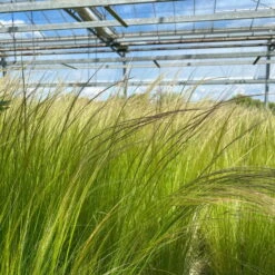 Bio Federgras, Topf-Ø 12 Cm, 3er-Set 12 Bio Federgras, Topf-Ø 12 Cm, 3er-Set -Bio Pflanzen Verkauf 0319100517 Stipa tenuissima Ponytails 3er Set T12 20 122453