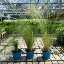 Bio Federgras, Topf-Ø 12 Cm, 3er-Set 14 Bio Federgras, Topf-Ø 12 Cm, 3er-Set -Bio Pflanzen Verkauf 0319100517 Stipa tenuissima Ponytails 3er Set T12 4 122454