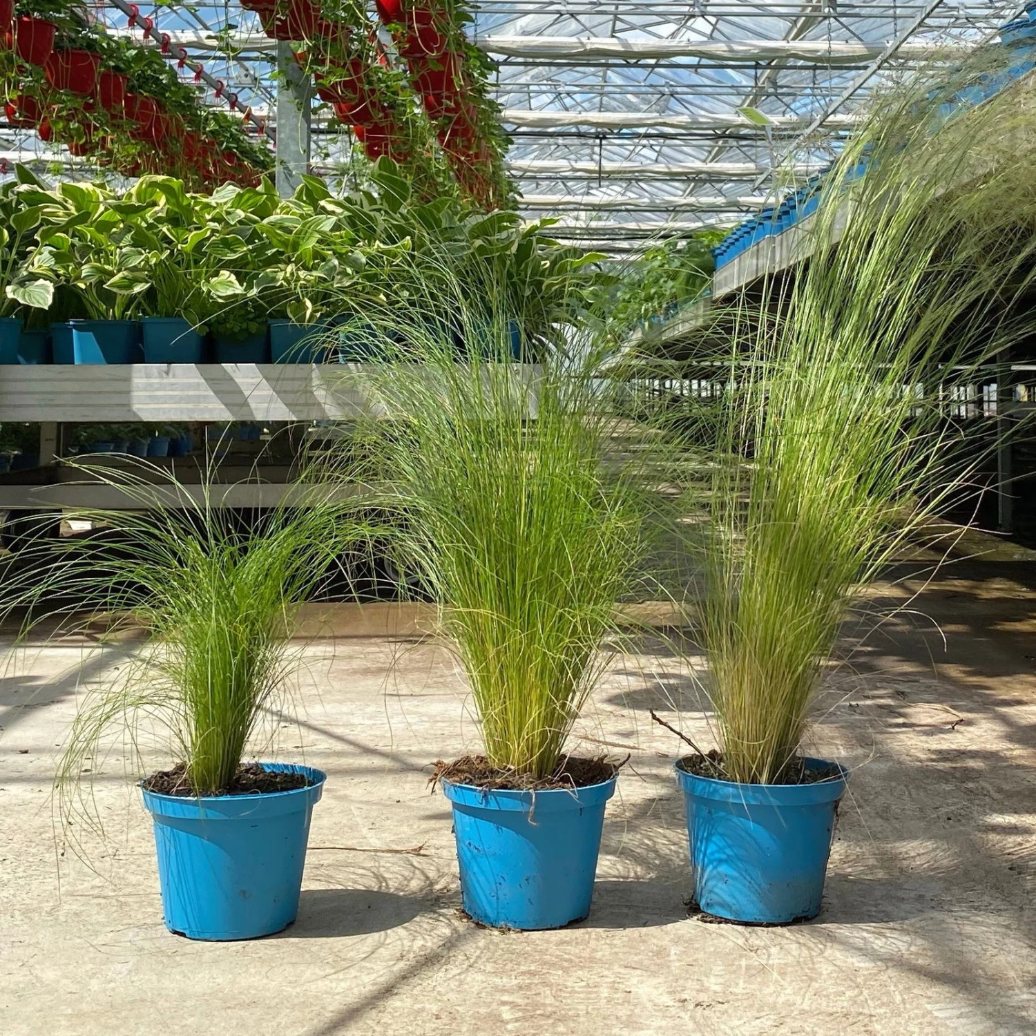 Bio Federgras, Topf-Ø 12 Cm, 3er-Set 1 Bio Federgras, Topf-Ø 12 Cm, 3er-Set