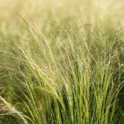 Bio Federgras, Topf-Ø 12 Cm, 3er-Set 15 Bio Federgras, Topf-Ø 12 Cm, 3er-Set -Bio Pflanzen Verkauf 0319100517 Stipa tenuissima Ponytails 3er Set 2 107950