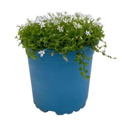 Isotoma Fluvialis Weiß, Topf-Ø 12 Cm, 3er-Set -Bio Pflanzen Verkauf 0319100527 Isotoma fluviatilis 3er Set weiss 1 110596