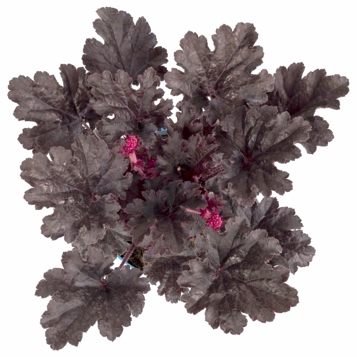 Purpurglöckchen 'Timeless Night', Schwarzviolett, Topf-Ø 12 Cm, 3er-Set 3 Purpurglöckchen 'Timeless Night', Schwarzviolett, Topf-Ø 12 Cm, 3er-Set – Bild 3