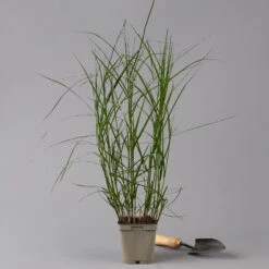Bio Palmwedel-Segge Rotbraun, Topf-Ø 11 Cm, 3er-Set -Bio Pflanzen Verkauf 0319100543 carex muskingumensis 125705