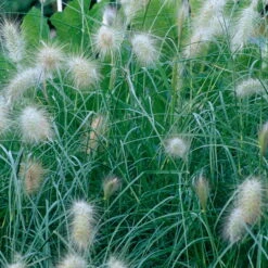 Bio Zwerg-Lampenputzergras 'Little Bunny' Gelblich-braun, Topf-Ø 11 Cm, 3er-Set -Bio Pflanzen Verkauf 0319100544 Pennisetum alopecuroides Little Bunny beschnitten 2 120387