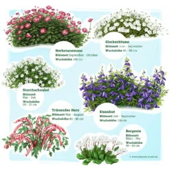 Schattenstauden Set, 18 Pflanzen Für 3 M², Bunt -Bio Pflanzen Verkauf 0319100546 Schatten Staudenset 3m2 2 122224