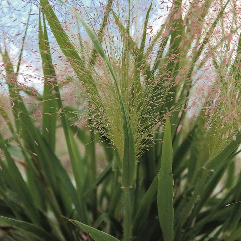 Purpur-Liebesgras, Topf-Ø 14 Cm, 3er-Set 1 Purpur-Liebesgras, Topf-Ø 14 Cm, 3er-Set