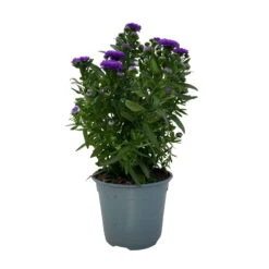 Aster Novi-belgii, Blau Gefüllt, Topf-Ø 12 Cm, 3er-Set -Bio Pflanzen Verkauf 0319200003 Aster novi belgii T12 blau gefuellt 3er Set WS 3 95812