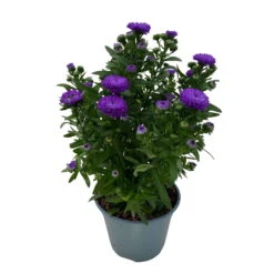 Aster Novi-belgii, Blau Gefüllt, Topf-Ø 12 Cm, 3er-Set -Bio Pflanzen Verkauf 0319200003 Aster novi belgii T12 blau gefuellt 3er Set WS 4 95813