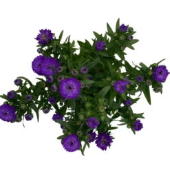 Aster Novi-belgii, Blau Gefüllt, Topf-Ø 12 Cm, 3er-Set -Bio Pflanzen Verkauf 0319200003 Aster novi belgii T12 blau gefuellt 3er Set WS 5 95814
