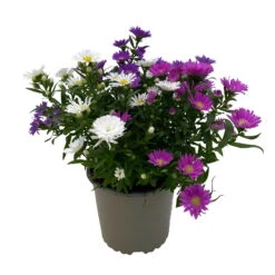 Aster Novi-belgii 'Trio', 3er-Set, Weiß-rosa-blau, Topf 12/13 Cm Ø -Bio Pflanzen Verkauf 0319200007 Aster novi belgii gefuellt Trio weiss rosa blau 3er Set WS 2 95821