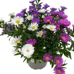 Aster Novi-belgii 'Trio', 3er-Set, Weiß-rosa-blau, Topf 12/13 Cm Ø -Bio Pflanzen Verkauf 0319200007 Aster novi belgii gefuellt Trio weiss rosa blau 3er Set WS 3 95822
