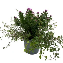 Aster & Mühlenbeckia, 3er-Set, Rosa Gefüllt, Topf 12/13 Cm Ø -Bio Pflanzen Verkauf 0319200009 Aster novi belgii Muehlenbeckia rosa 3er Set WS 2 95824