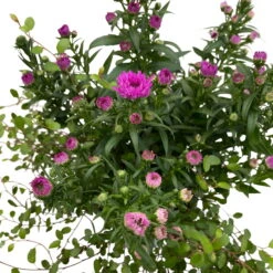 Aster & Mühlenbeckia, 3er-Set, Rosa Gefüllt, Topf 12/13 Cm Ø -Bio Pflanzen Verkauf 0319200009 Aster novi belgii Muehlenbeckia rosa 3er Set WS 4 95826