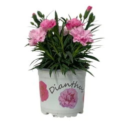 Stauden-Nelke 'I Love U', Pink-rosa-weiß, Topf-Ø 11 Cm, 6er-Set -Bio Pflanzen Verkauf 0319200049 Dianthus IloveU 6er Set 2 111199