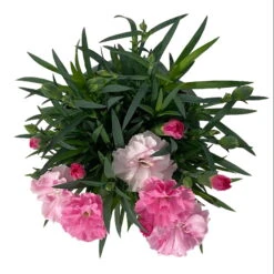 Stauden-Nelke 'I Love U', Pink-rosa-weiß, Topf-Ø 11 Cm, 6er-Set -Bio Pflanzen Verkauf 0319200049 Dianthus IloveU 6er Set 5 111201