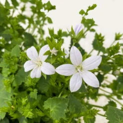 Polster-Glockenblume 'Adansa® White' Weiß, Topf-Ø 15 Cm, 3er-Set 11 Polster-Glockenblume 'Adansa® White' Weiß, Topf-Ø 15 Cm, 3er-Set -Bio Pflanzen Verkauf 0319200069 Campanula porten Adansa White weiss 3er Set 7 111166