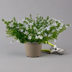 Polster-Glockenblume 'Adansa® White' Weiß, Topf-Ø 15 Cm, 3er-Set 9 Polster-Glockenblume 'Adansa® White' Weiß, Topf-Ø 15 Cm, 3er-Set -Bio Pflanzen Verkauf 0319200069 campanula portenschlagiana adansa white f 126065