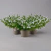 Polster-Glockenblume 'Adansa® White' Weiß, Topf-Ø 15 Cm, 3er-Set