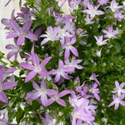 Hängepolster-Glockenblume 'Adansa® Pink' Rosa, Topf-Ø 15 Cm, 3er-Set -Bio Pflanzen Verkauf 0319200070 campanula poschaskyana adansa pink rosa 3 125039