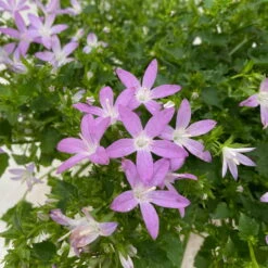 Hängepolster-Glockenblume 'Adansa® Pink' Rosa, Topf-Ø 15 Cm, 3er-Set -Bio Pflanzen Verkauf 0319200070 campanula poschaskyana adansa pink rosa 4 125038