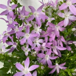 Hängepolster-Glockenblume 'Adansa® Pink' Rosa, Topf-Ø 15 Cm, 3er-Set -Bio Pflanzen Verkauf 0319200070 campanula poschaskyana adansa pink rosa 5 125041
