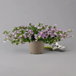 Hängepolster-Glockenblume 'Adansa® Pink' Rosa, Topf-Ø 15 Cm, 3er-Set -Bio Pflanzen Verkauf 0319200070 campanula poschaskyana adansa pink rosa f 126067