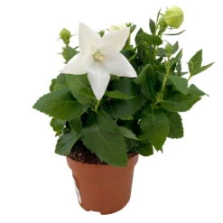 Ballonblume, Weiß, Topf-Ø 12 Cm, 6er-Set -Bio Pflanzen Verkauf 0319200084 Platycodon grandiflorus weiss 6er Set T12 1 111562
