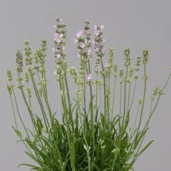 Lavendel Rosa, Topf-Ø 13 Cm, 3er-Set -Bio Pflanzen Verkauf 0319200157 0319200158 lavandula angustifolia rosa 1 124070