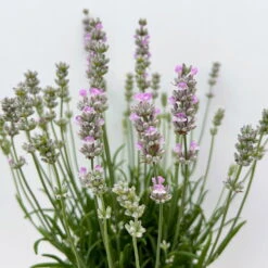 Lavendel Rosa, Topf-Ø 13 Cm, 3er-Set -Bio Pflanzen Verkauf 0319200157 0319200158 lavandula angustifolia rosa 7 123847