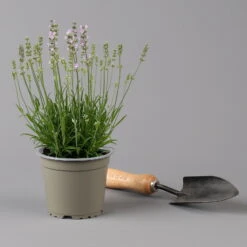 Lavendel Rosa, Topf-Ø 13 Cm, 3er-Set -Bio Pflanzen Verkauf 0319200157 0319200158 lavandula angustifolia rosa 124069