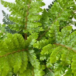 Japanischer Schildfarn, Topf-Ø 17 Cm, 2er-Set 10 Japanischer Schildfarn, Topf-Ø 17 Cm, 2er-Set -Bio Pflanzen Verkauf 0319200160 polystichum polyblepharum 11 125048