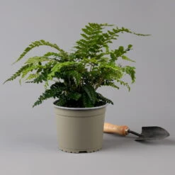 Japanischer Schildfarn, Topf-Ø 17 Cm, 2er-Set 9 Japanischer Schildfarn, Topf-Ø 17 Cm, 2er-Set -Bio Pflanzen Verkauf 0319200160 polystichum polyblepharum f 126033