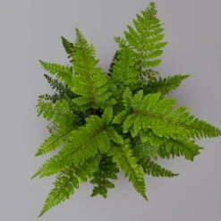 Bio Pflanzen Verkauf -Bio Pflanzen Verkauf 0319200160 polystichum polyblepharum1 125900