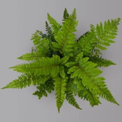 Japanischer Schildfarn, Topf-Ø 17 Cm, 2er-Set 11 Japanischer Schildfarn, Topf-Ø 17 Cm, 2er-Set -Bio Pflanzen Verkauf 0319200160 polystichum polyblepharum 125899