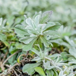 Katzenpfötchen, Rot, Topf-Ø 13 Cm, 6er-Set -Bio Pflanzen Verkauf 0319200172 Antennaria dioica T13 rot 6er Set 1 126569