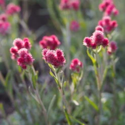 Katzenpfötchen, Rot, Topf-Ø 13 Cm, 6er-Set -Bio Pflanzen Verkauf 0319200172 Antennaria dioica T13 rot 6er Set 2 126570