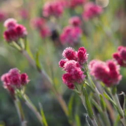 Katzenpfötchen, Rot, Topf-Ø 13 Cm, 6er-Set -Bio Pflanzen Verkauf 0319200172 Antennaria dioica T13 rot 6er Set 4 126572