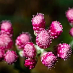 Katzenpfötchen, Rot, Topf-Ø 13 Cm, 6er-Set -Bio Pflanzen Verkauf 0319200172 Antennaria dioica T13 rot 6er Set 5 126571