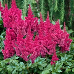 Prachtspiere 'Vision'®, Farbe Nach Verfügbarkeit, Topf-Ø 19 Cm -Bio Pflanzen Verkauf 0320105811 Astilbe chin Vision Mix 1 111763