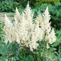 Prachtspiere 'Vision'®, Farbe Nach Verfügbarkeit, Topf-Ø 19 Cm -Bio Pflanzen Verkauf 0320105811 Astilbe chin Vision Mix 2 111761