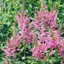 Prachtspiere 'Vision'®, Farbe Nach Verfügbarkeit, Topf-Ø 19 Cm -Bio Pflanzen Verkauf 0320105811 Astilbe chin Vision Mix 3 111762