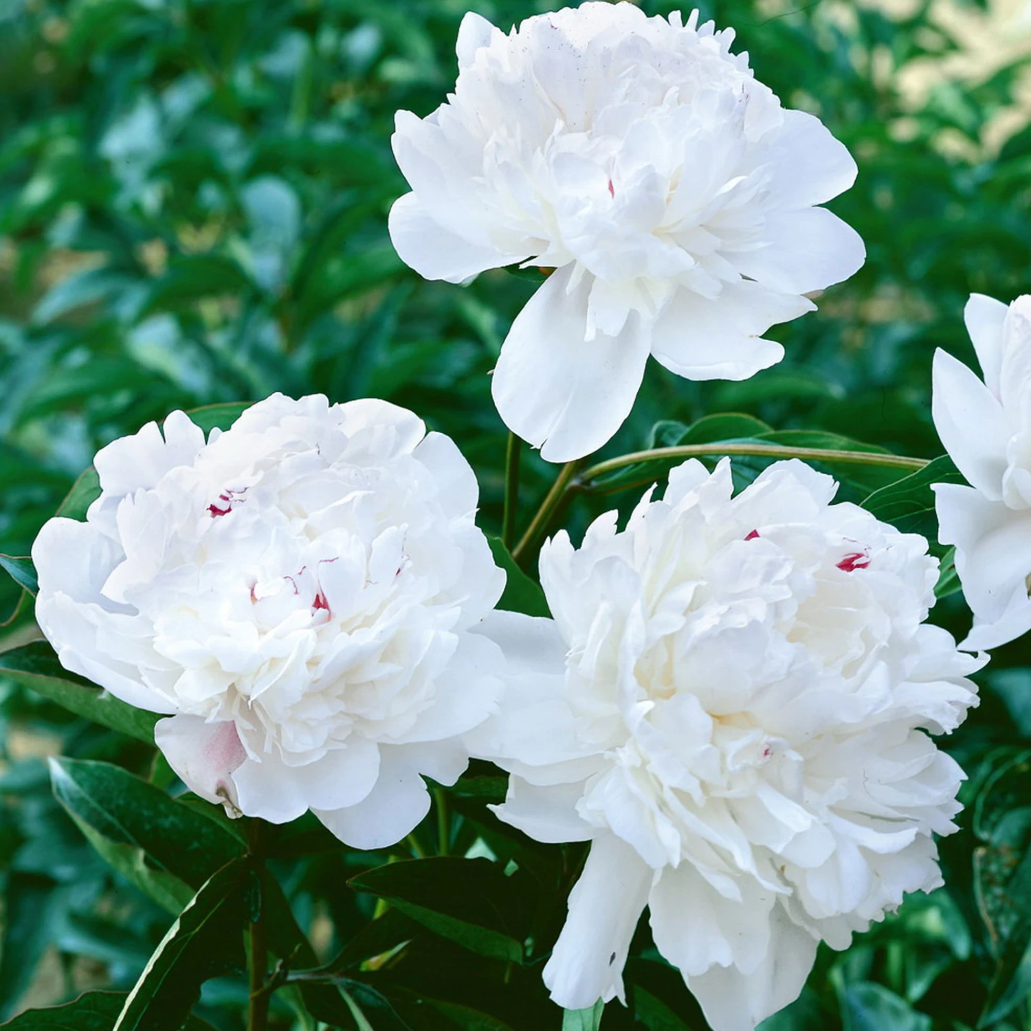 Kölle's Beste Pfingstrose 'Festiva Maxima' Weiß, 3 Liter Topf 1 Kölle's Beste Pfingstrose 'Festiva Maxima' Weiß, 3 Liter Topf
