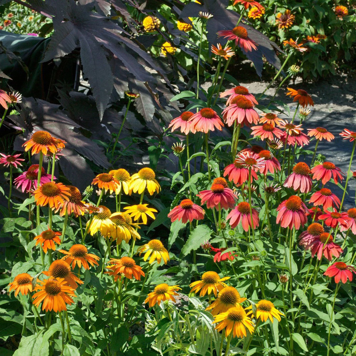 Kölle's Beste Sonnenhut 'Cheyenne Spirit', 3 Liter Topf