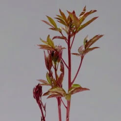 Pfingstrose 'Kansas' Purpurrot, Topf 3 Liter -Bio Pflanzen Verkauf 0320106983 paeonia kansas 123874