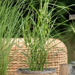 Bio Zebragras 'Zebrinus', Topf 5 Liter 12 Bio Zebragras 'Zebrinus', Topf 5 Liter -Bio Pflanzen Verkauf 0320300264 Miscanthus sin Zebrinus 1 81629