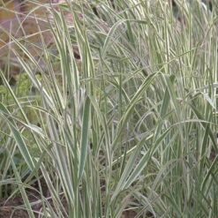 Bio Reitgras 'Overdam', Weiß-grün Gestreift, Topf 5 Liter -Bio Pflanzen Verkauf 0320300601 Calamagrostis acutiflora Overdam KB 5ltr Cont 75703
