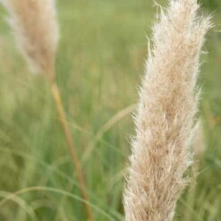 Bio Pampasgras 'Pumila', Topf 5 Liter -Bio Pflanzen Verkauf 0320300620 Cortaderia selloana Pumila 2 81618